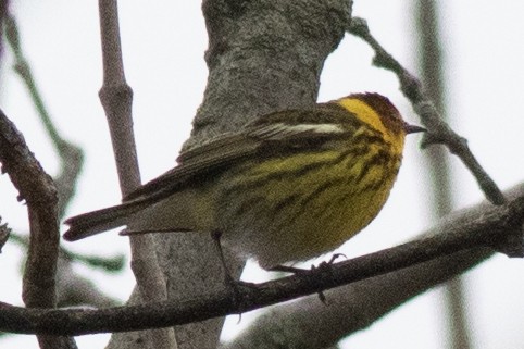 Cape May Warbler - ML618516995