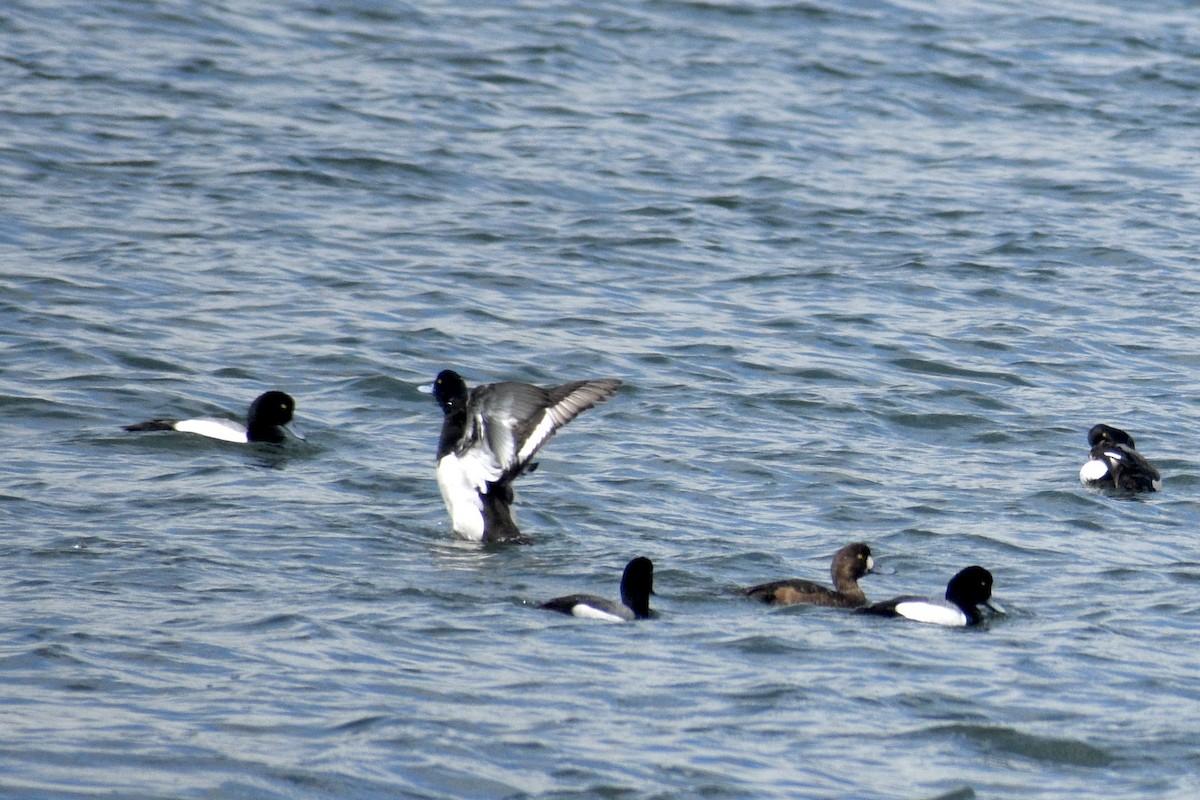 Greater Scaup - ML618517013
