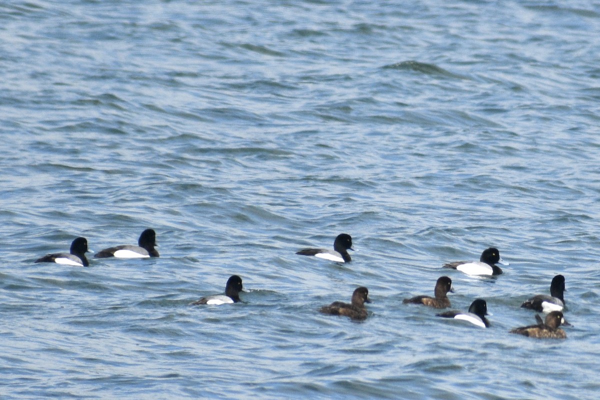 Greater Scaup - ML618517014
