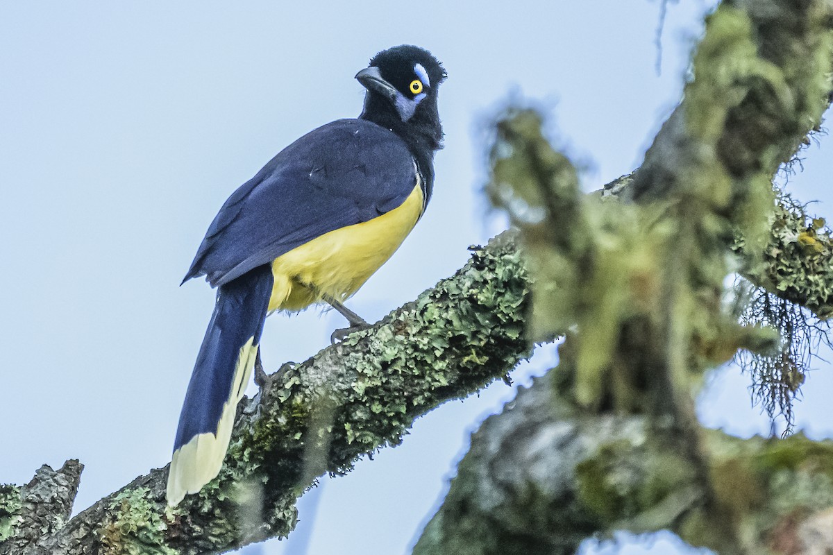 Plush-crested Jay - Amed Hernández