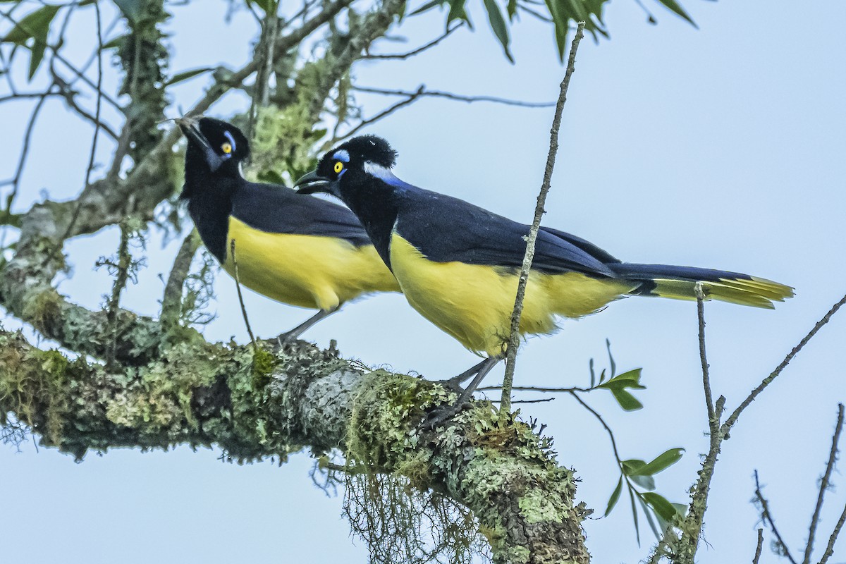 Plush-crested Jay - Amed Hernández