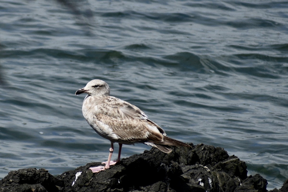 Western Gull - Alena Capek