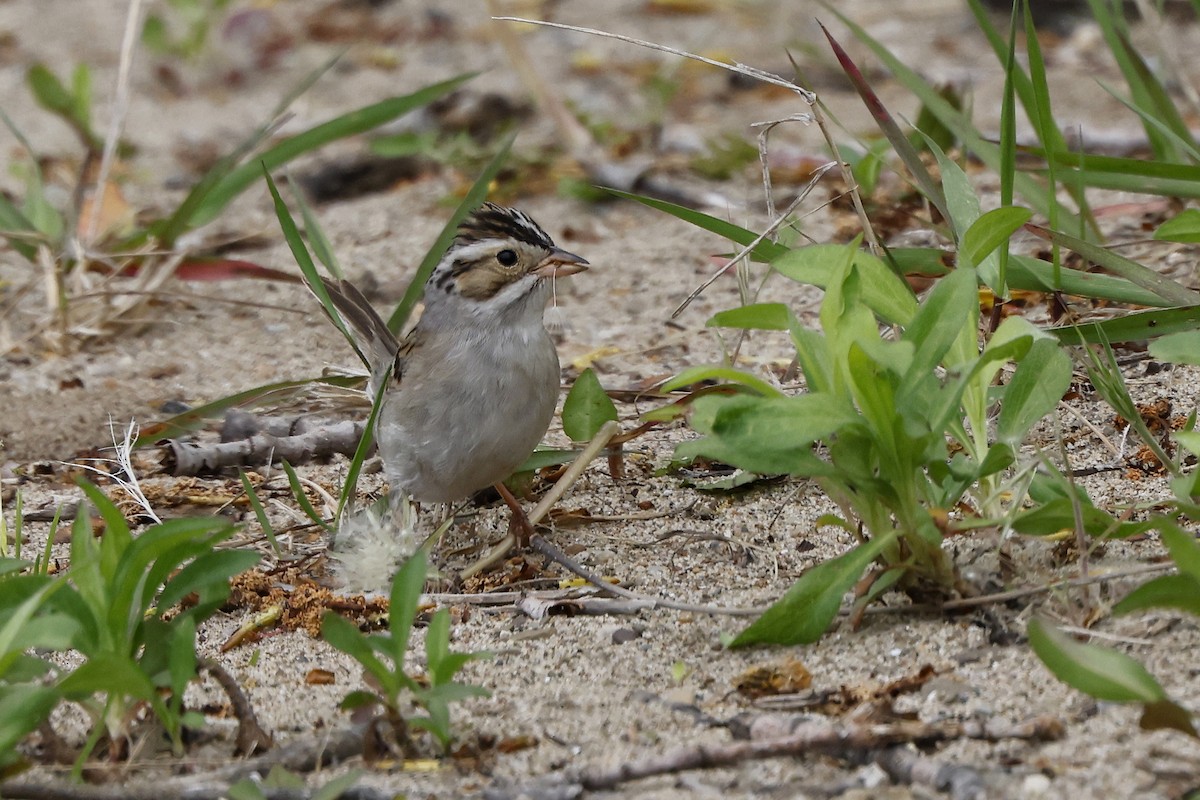Clay-colored Sparrow - ML618517055