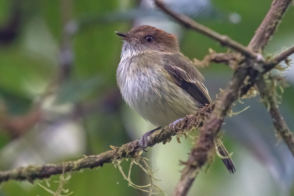 Scale-crested Pygmy-Tyrant - ML618517070