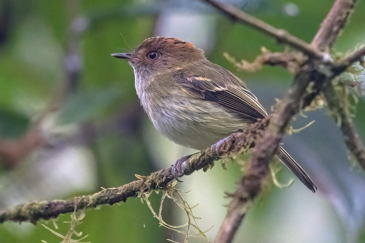 Scale-crested Pygmy-Tyrant - ML618517071