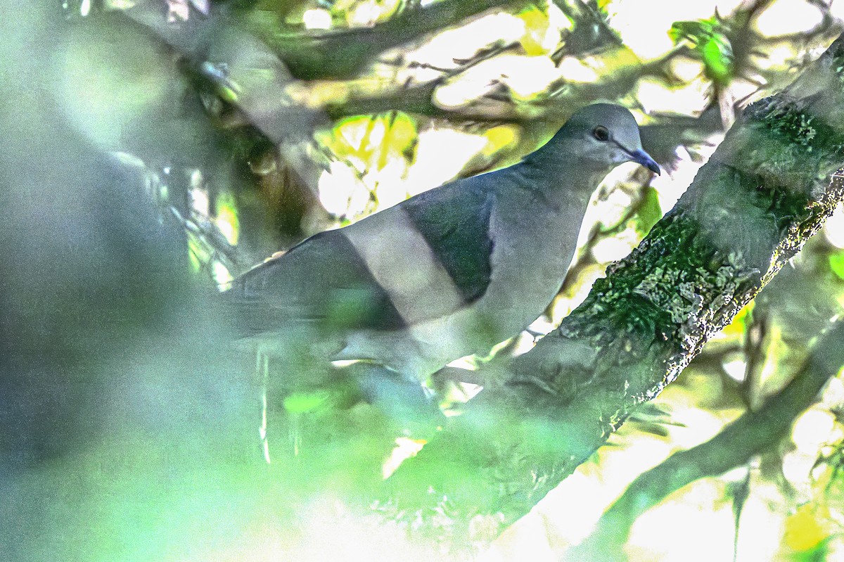 Gray-fronted Dove - ML618517091