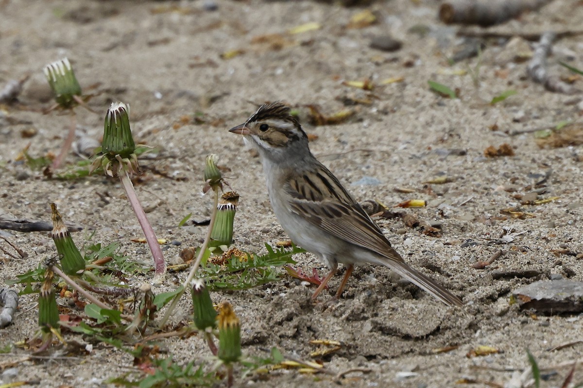 Clay-colored Sparrow - ML618517094