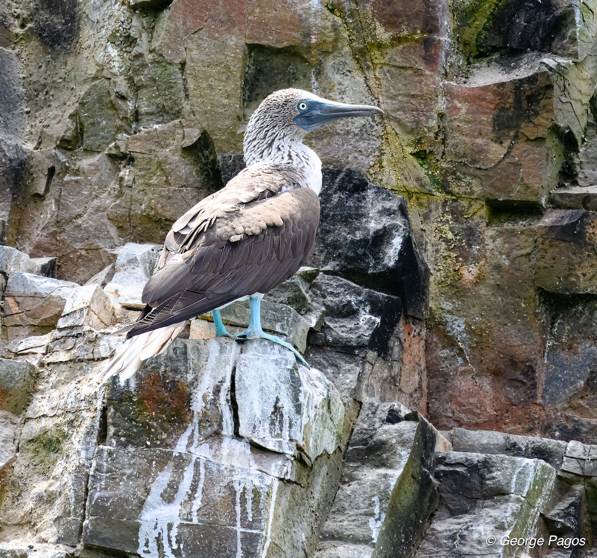 Blue-footed Booby - ML618517110