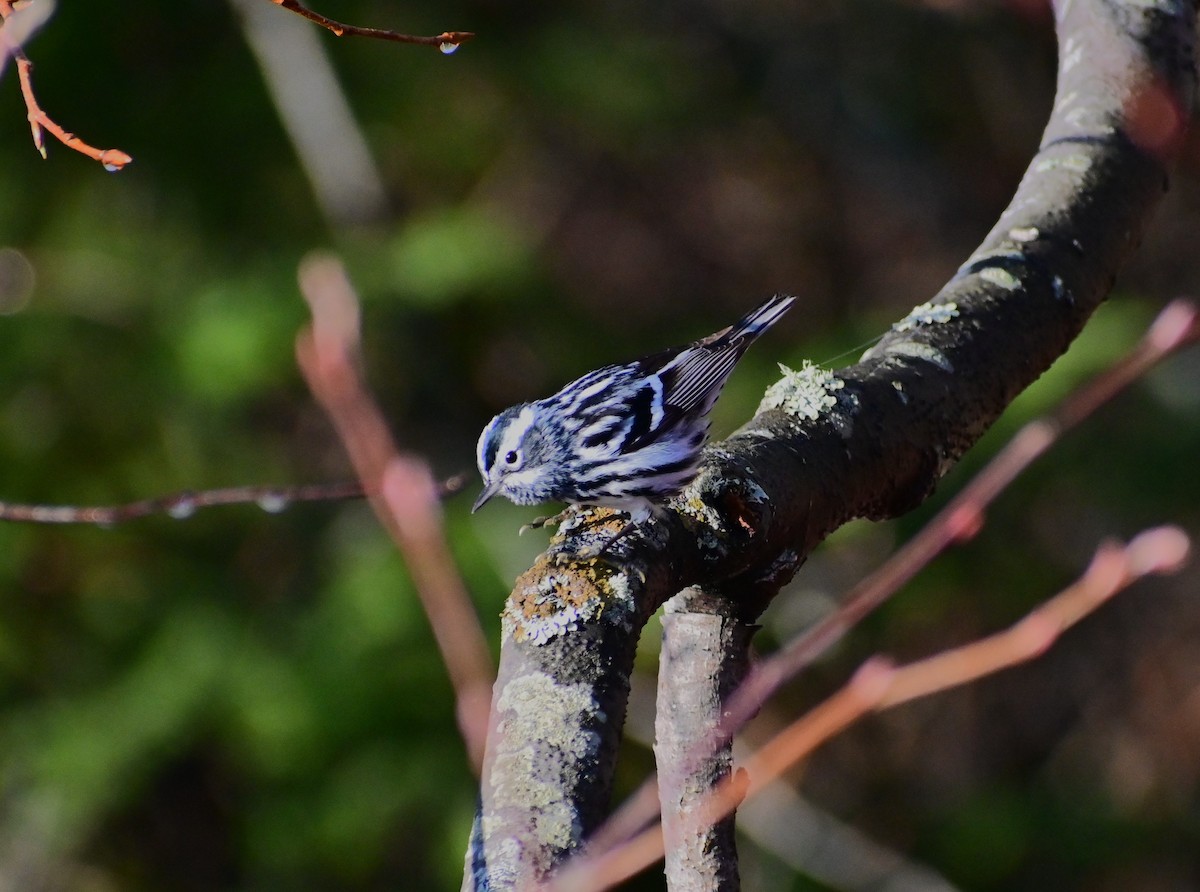 Black-and-white Warbler - ML618517159
