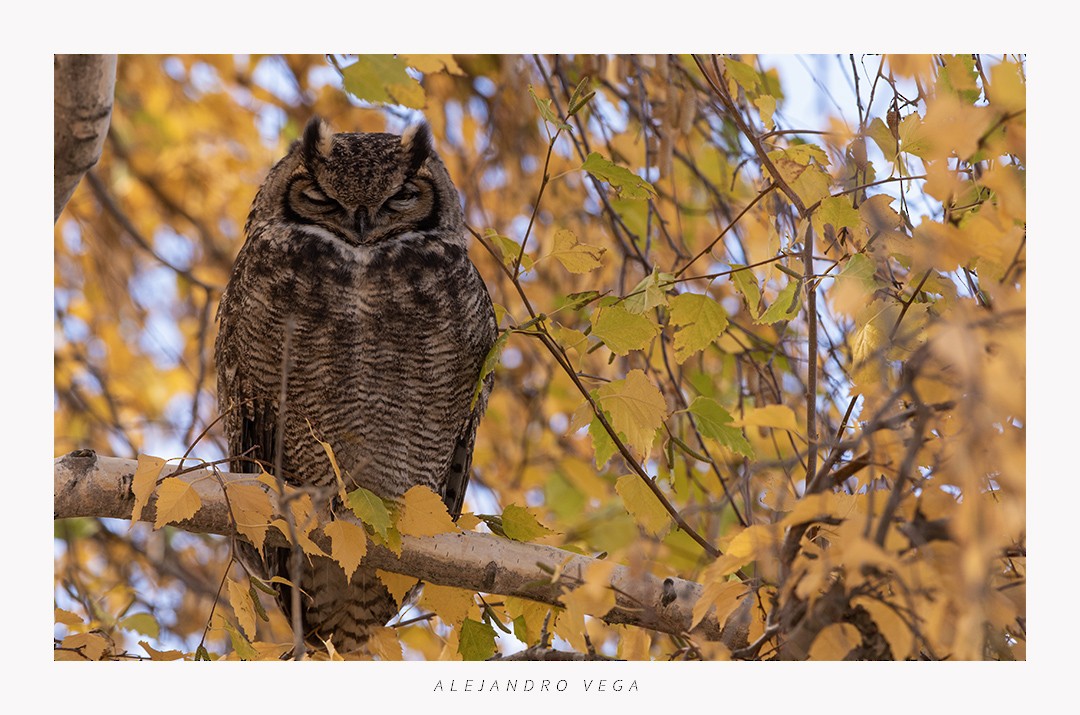 Lesser Horned Owl - ML618517163