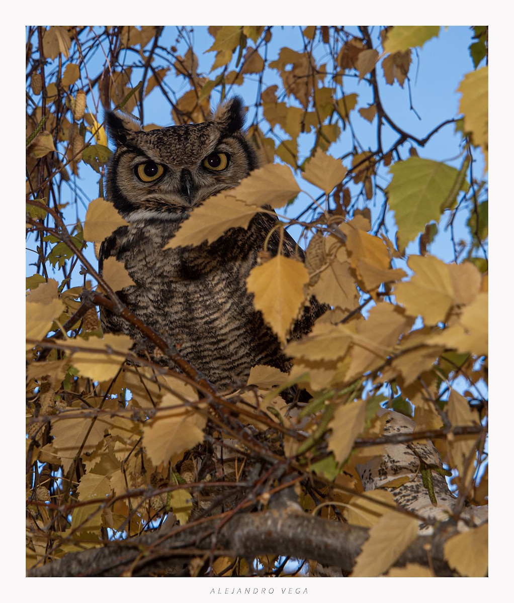 Lesser Horned Owl - ML618517164