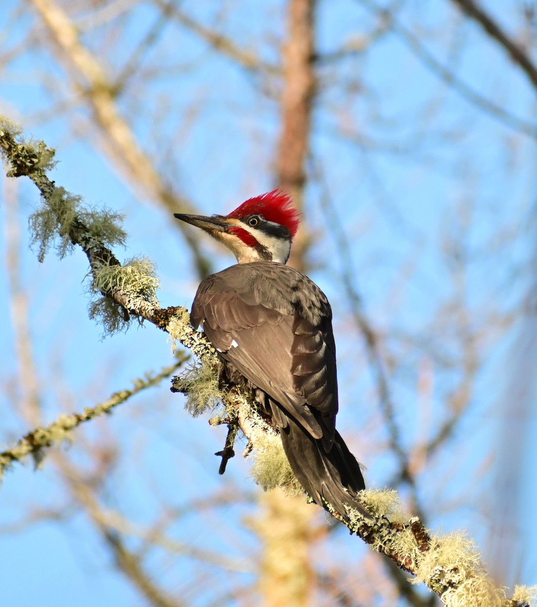 Pileated Woodpecker - ML618517171