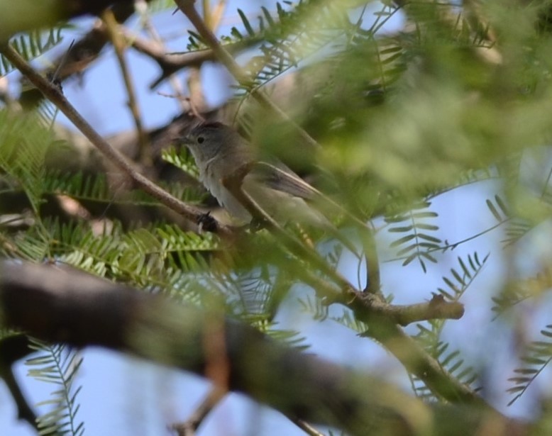 Lucy's Warbler - ML618517200