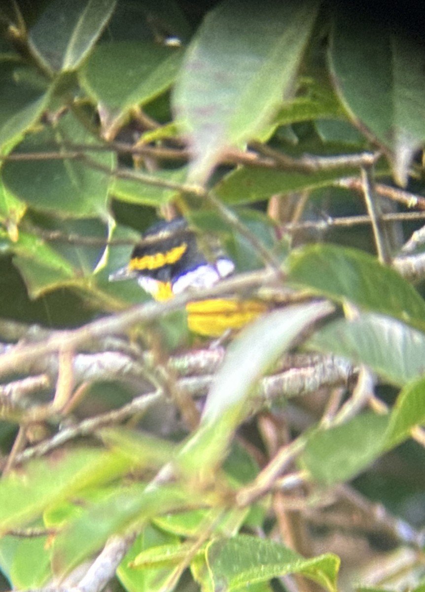 Yellow-breasted Boatbill - Aaron Holschbach