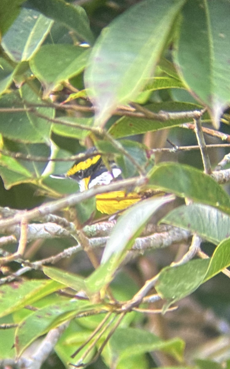 Yellow-breasted Boatbill - ML618517205
