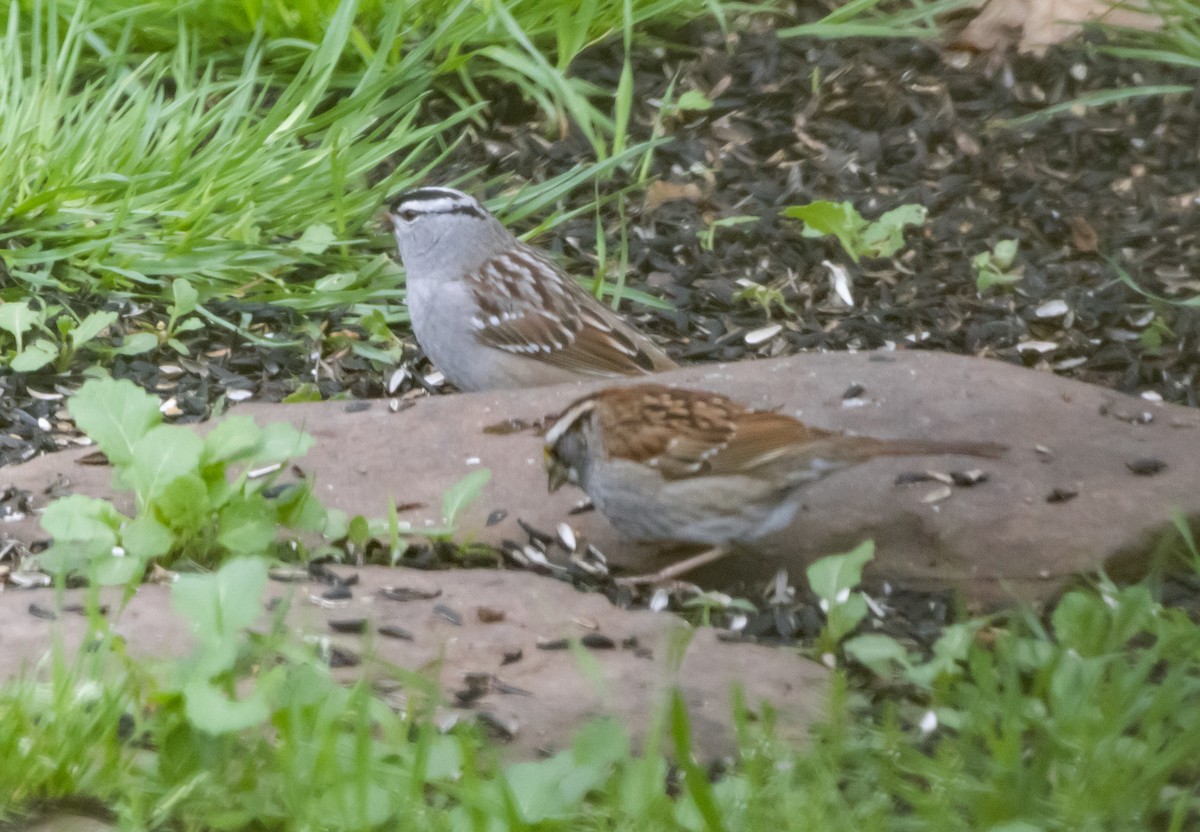 White-crowned Sparrow - ML618517208
