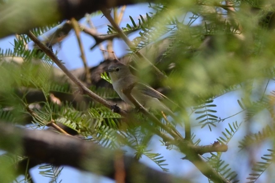 Lucy's Warbler - ML618517209