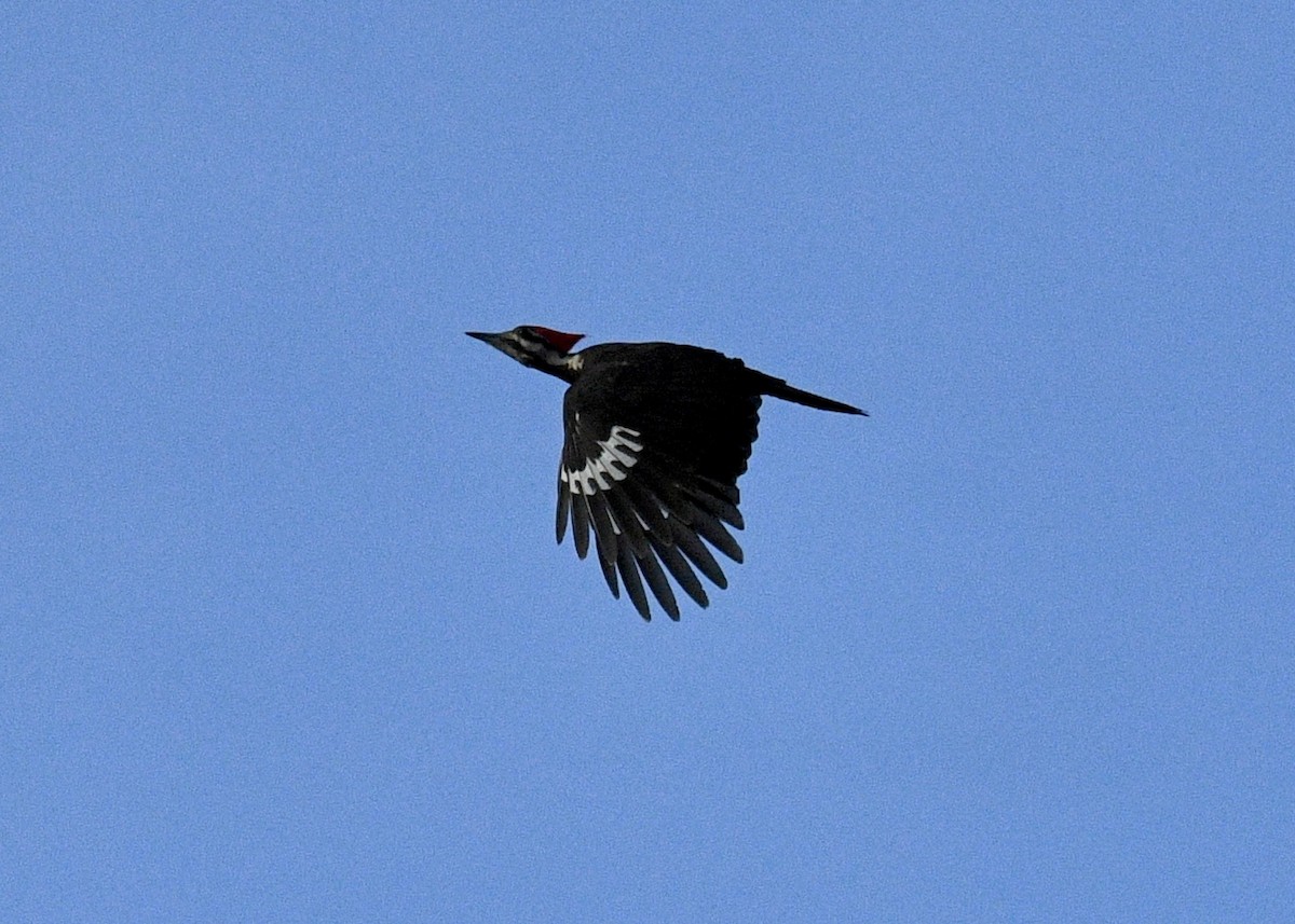 Pileated Woodpecker - ML618517255
