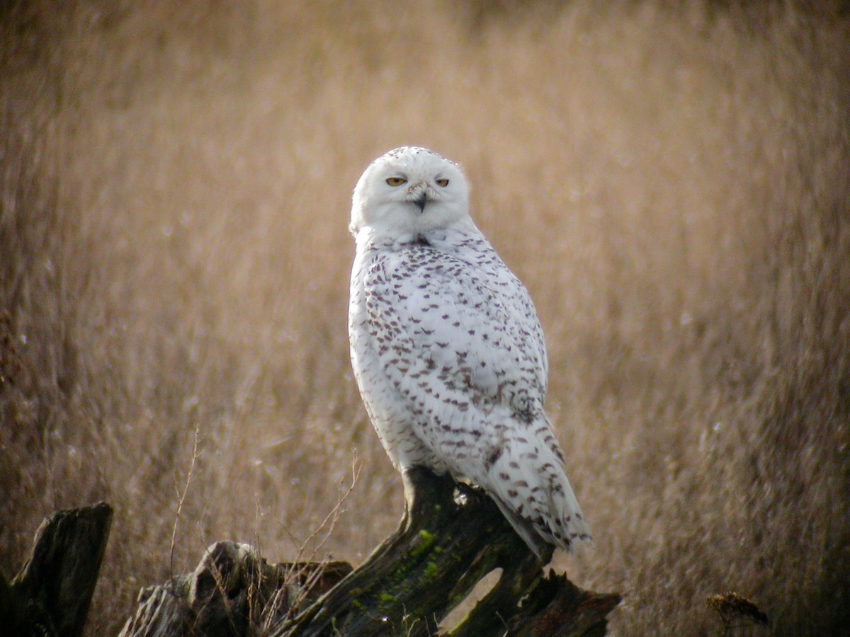 Snowy Owl - Brennan Mulrooney