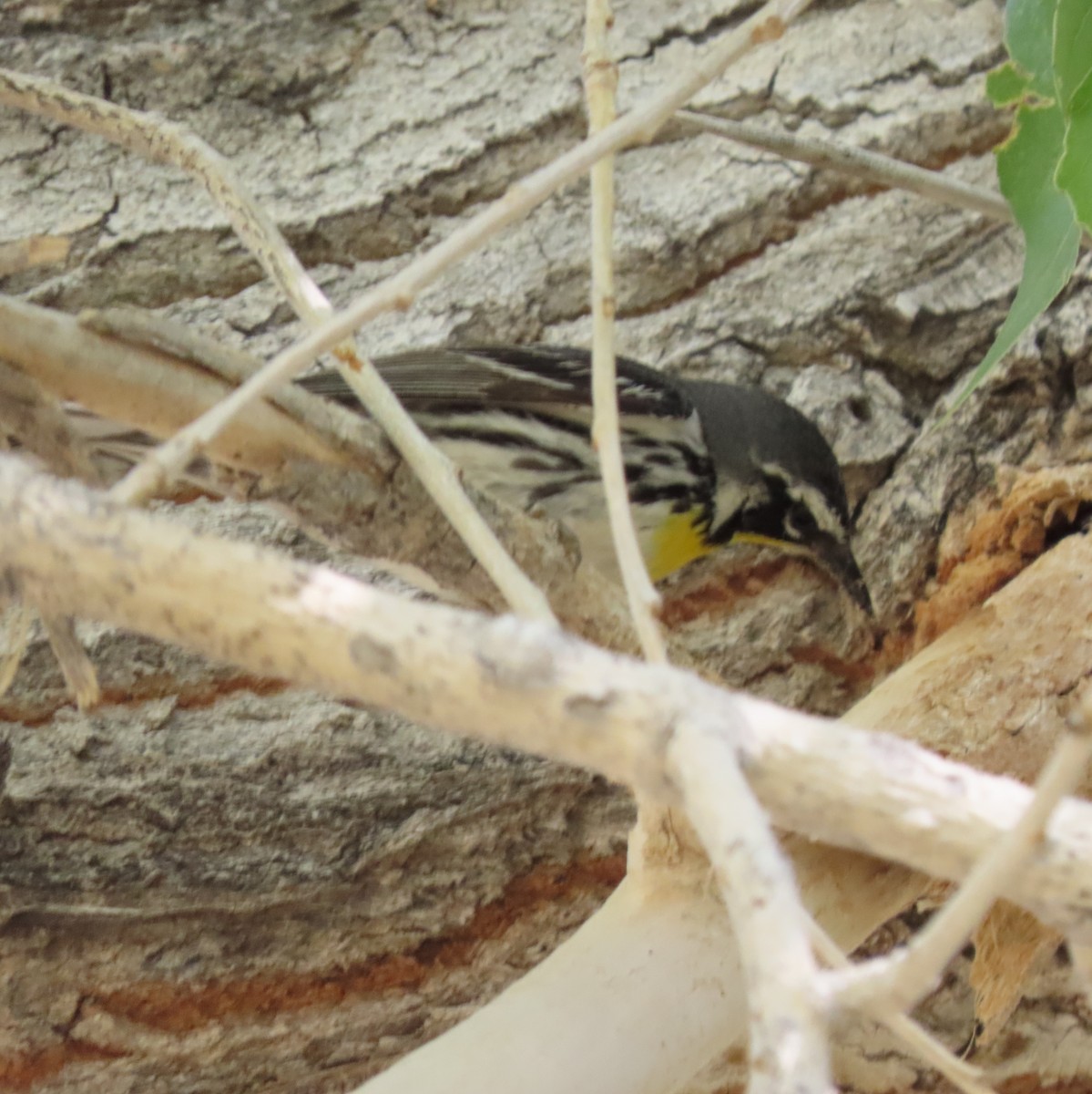 Yellow-throated Warbler - ML618517285