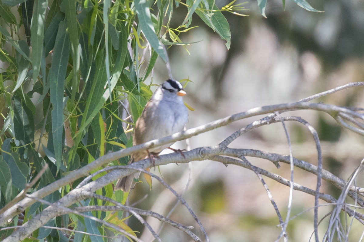 White-crowned Sparrow - ML618517316