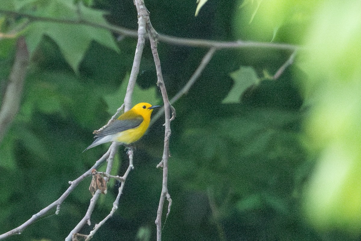 Prothonotary Warbler - ML618517463