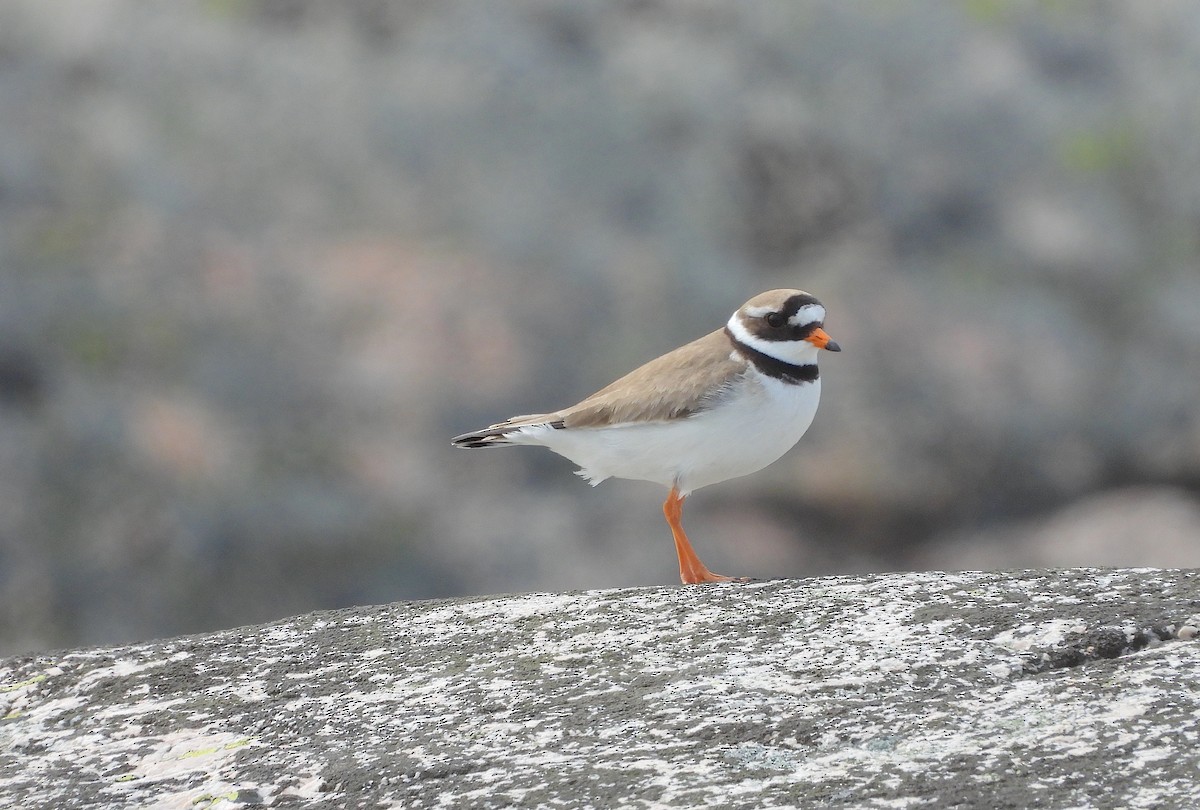Common Ringed Plover - ML618517472