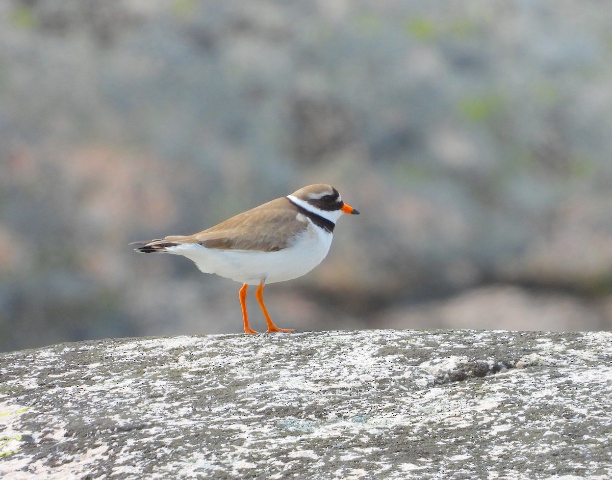 Common Ringed Plover - ML618517474