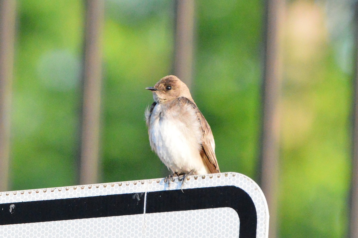 Northern Rough-winged Swallow - ML618517478