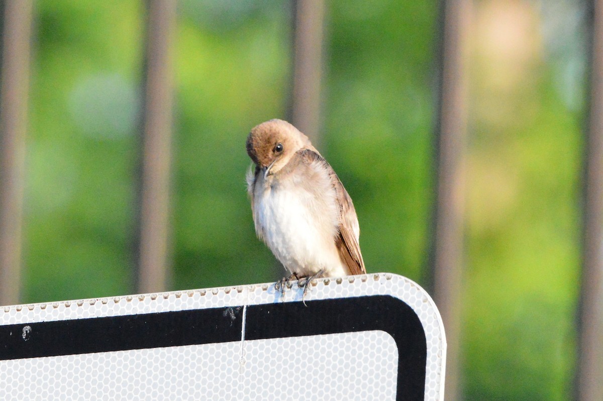 Northern Rough-winged Swallow - ML618517479