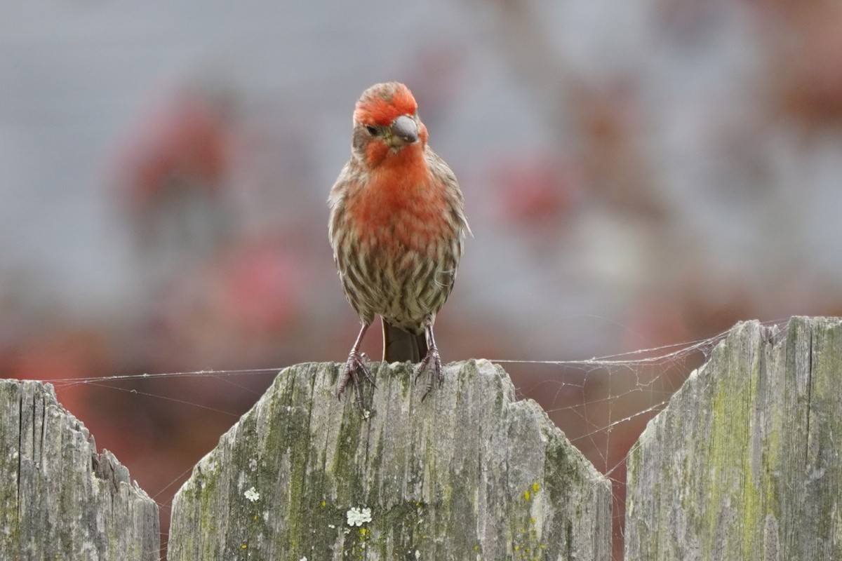 House Finch - Dawn Hovey