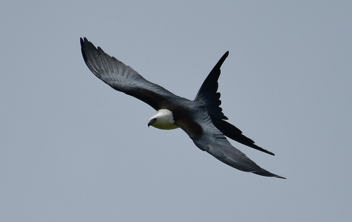 Swallow-tailed Kite - Jimmie Dufault