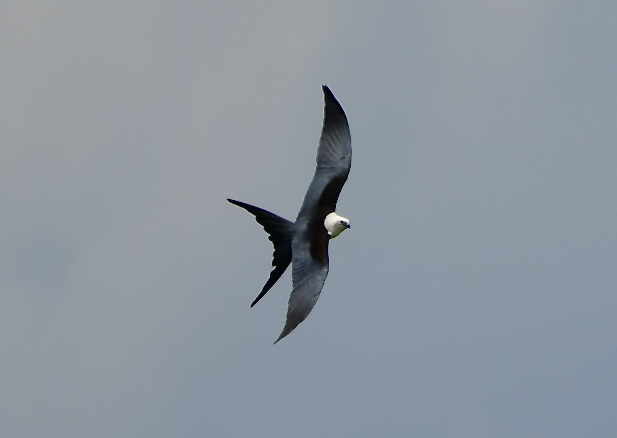 Swallow-tailed Kite - ML618517502