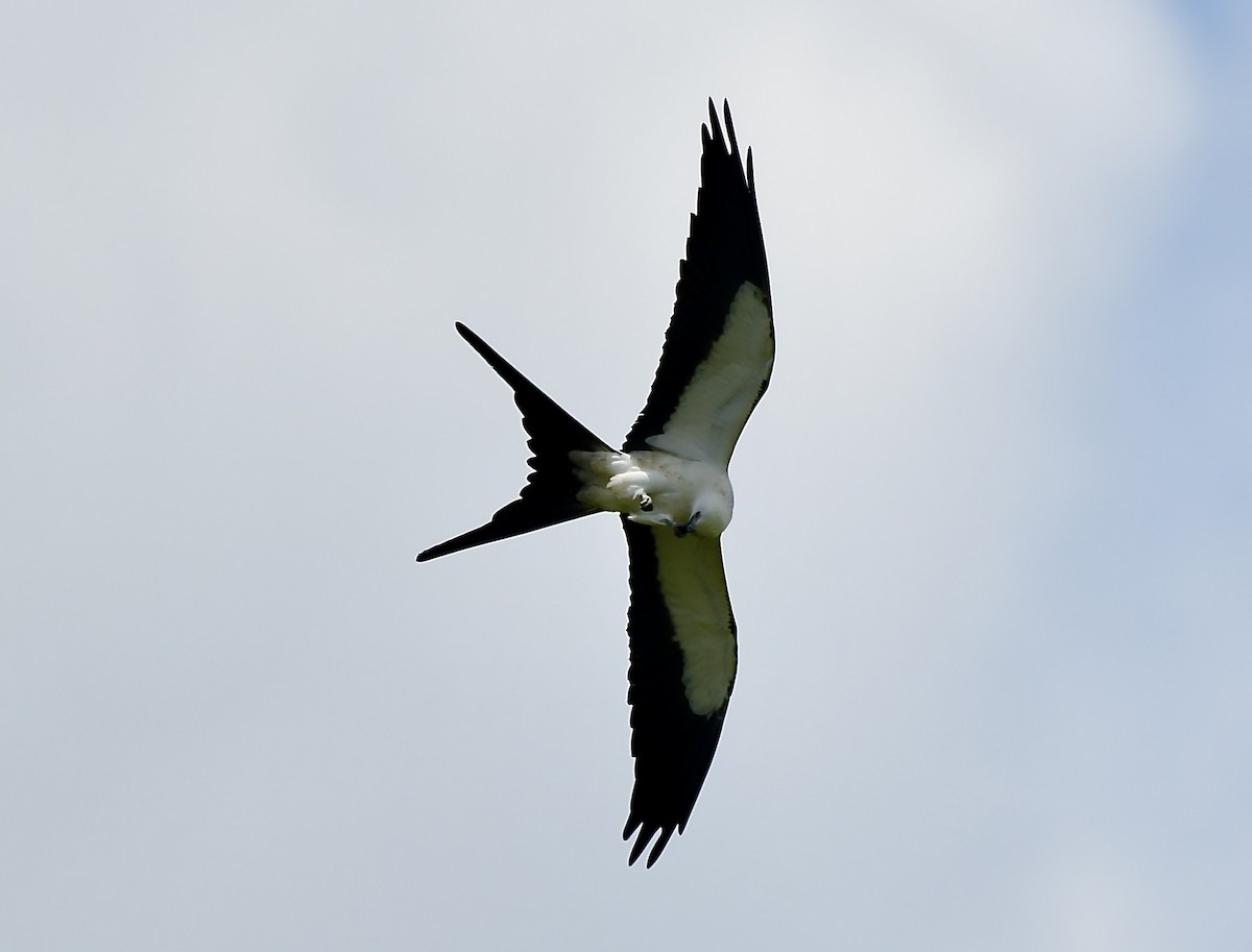 Swallow-tailed Kite - ML618517504