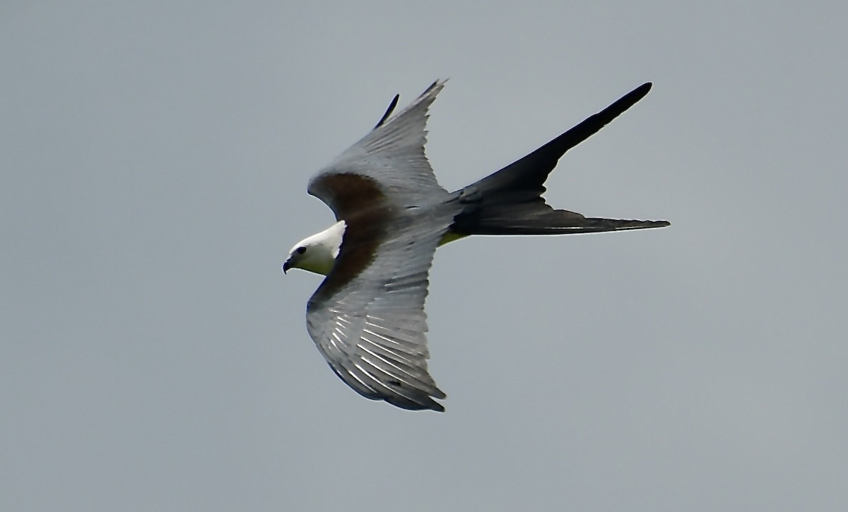 Swallow-tailed Kite - ML618517509