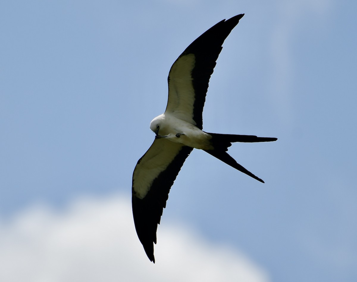 Swallow-tailed Kite - ML618517519