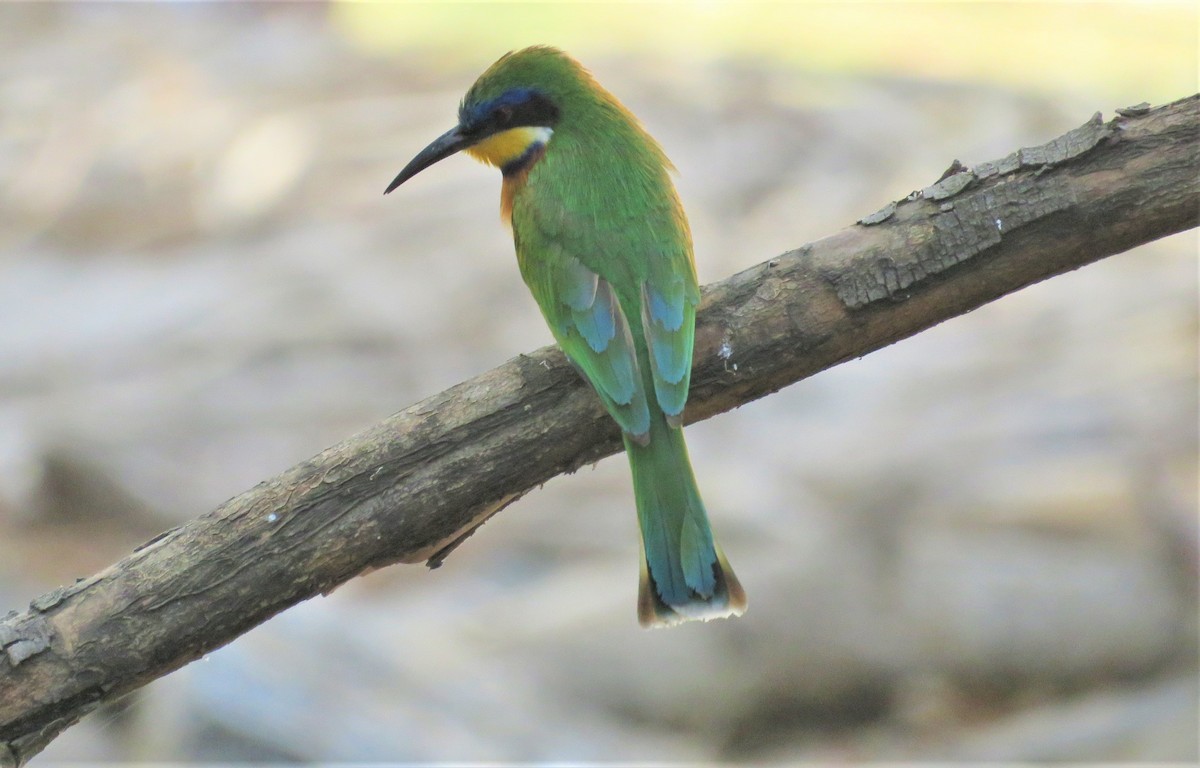 Ethiopian Bee-eater - ML618517526