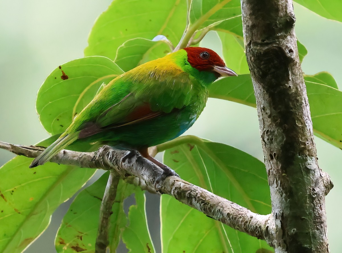 Rufous-winged Tanager - ML618517541