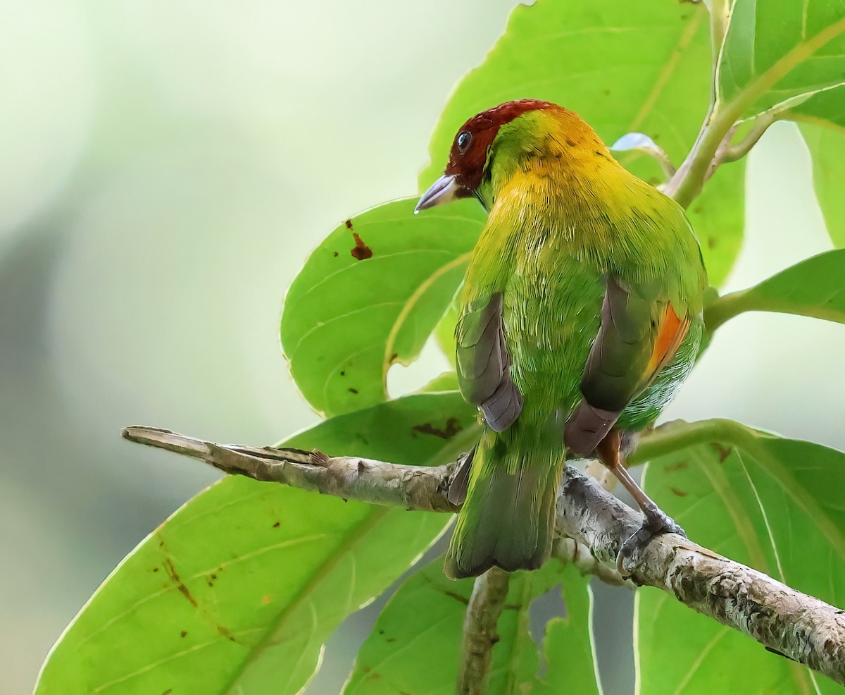 Rufous-winged Tanager - ML618517543