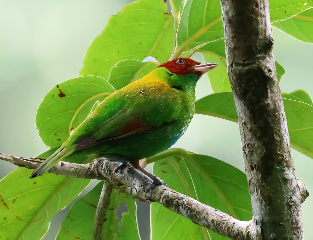 Rufous-winged Tanager - ML618517544
