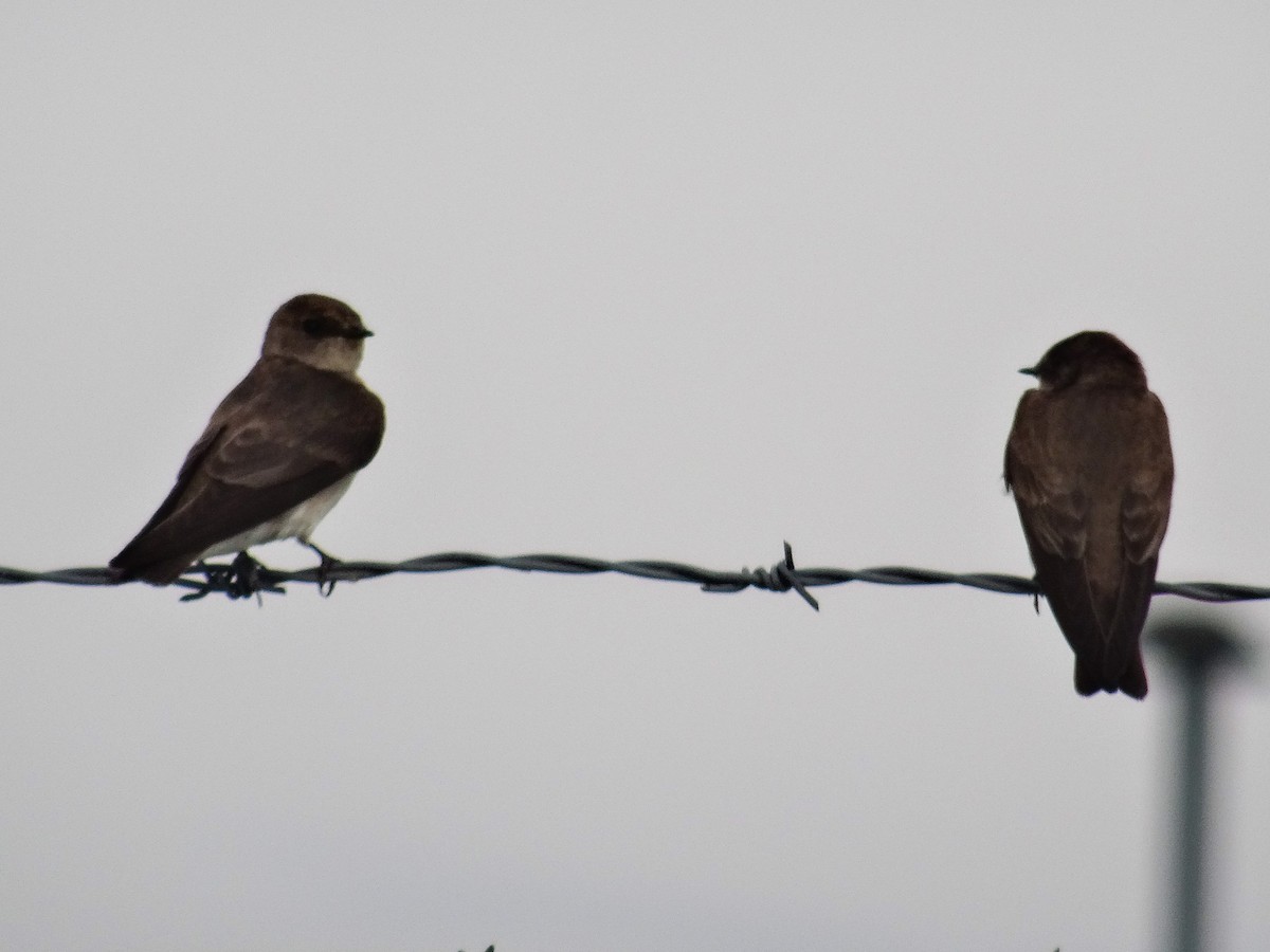Northern Rough-winged Swallow - ML618517574