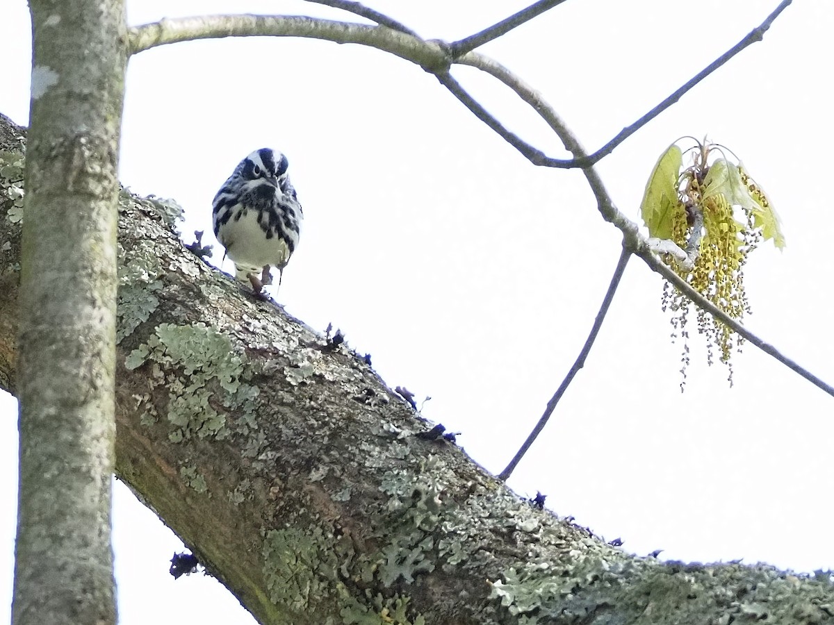 Black-and-white Warbler - ML618517578