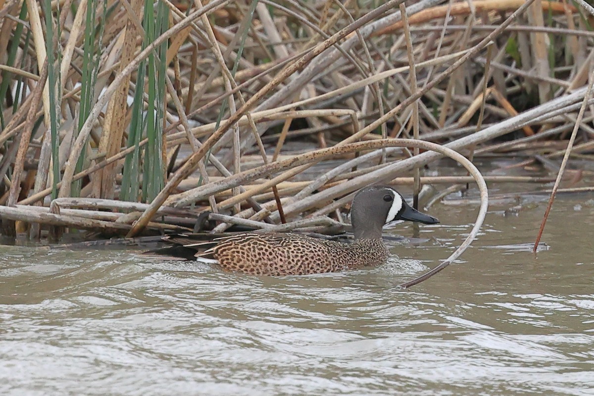Blue-winged Teal - ML618517665