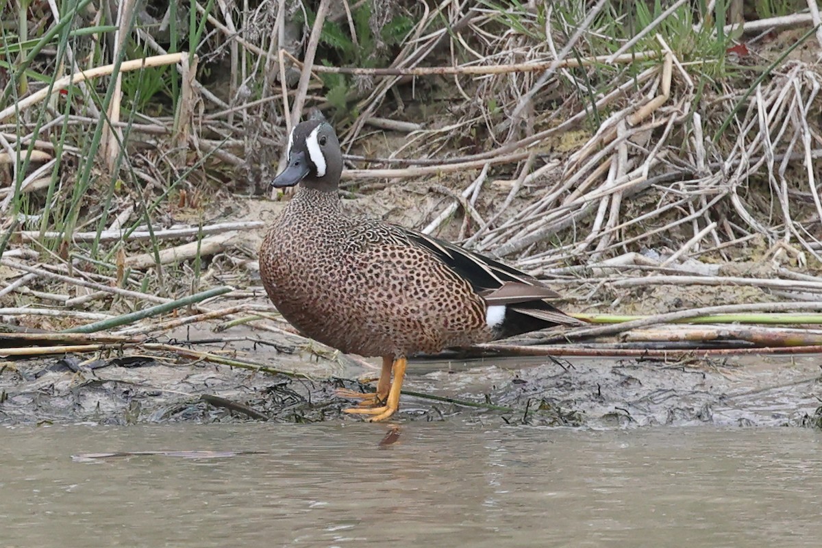 Blue-winged Teal - ML618517669