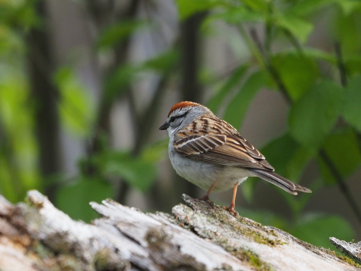 Chipping Sparrow - ML618517690