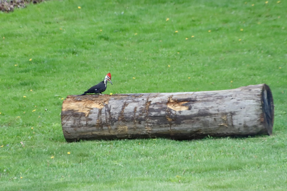 Pileated Woodpecker - C Schneck