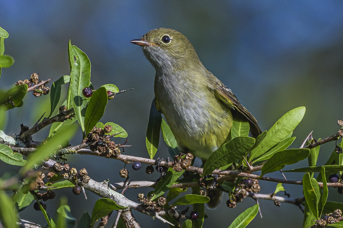 Olivaceous Elaenia - Amed Hernández