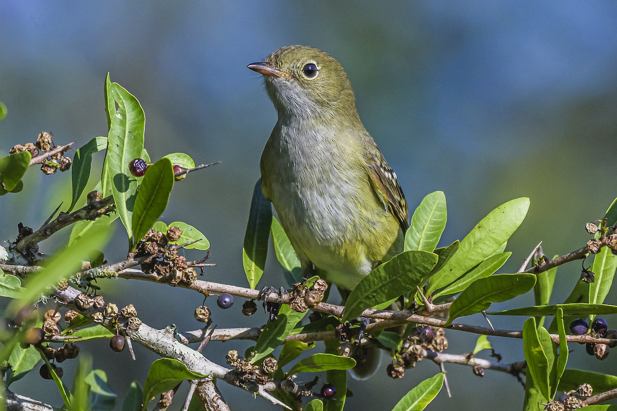 Olivaceous Elaenia - Amed Hernández