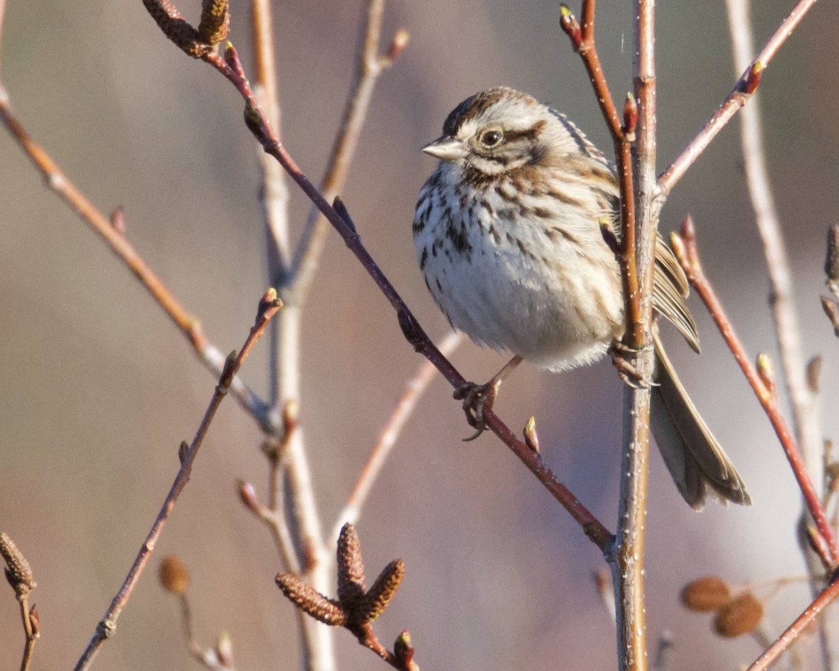 Song Sparrow - Larry Waddell