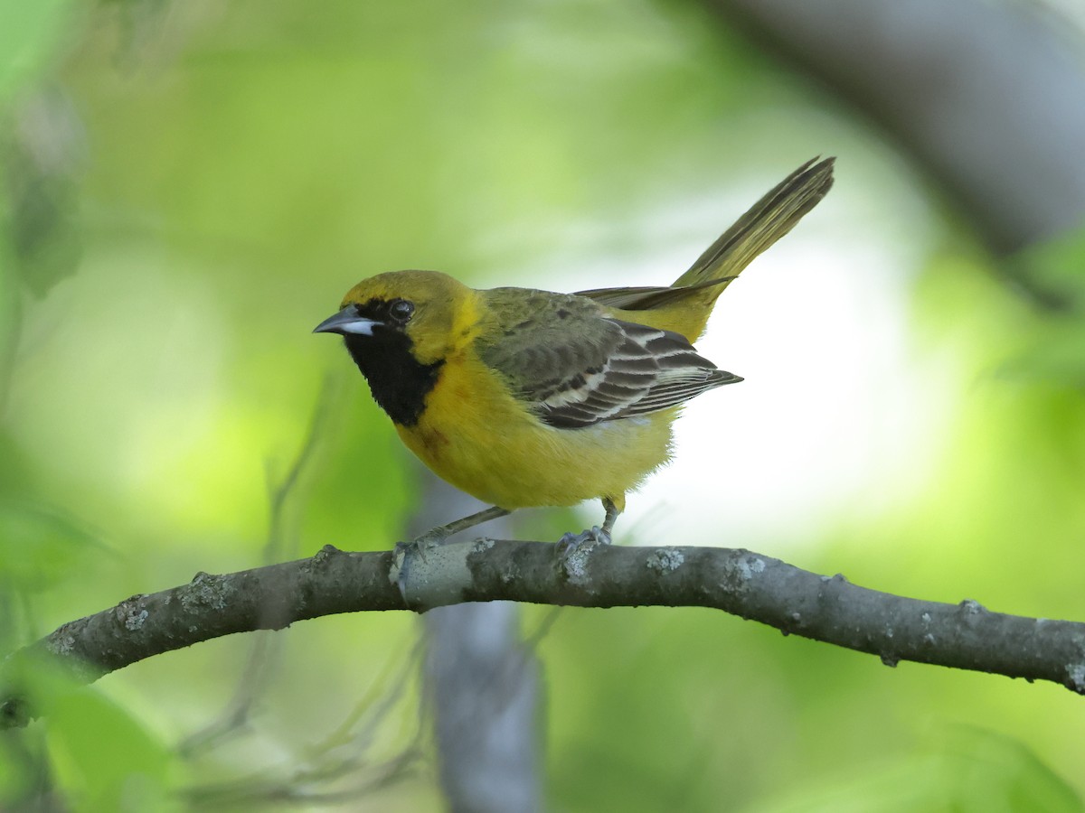 Orchard Oriole - ML618517768